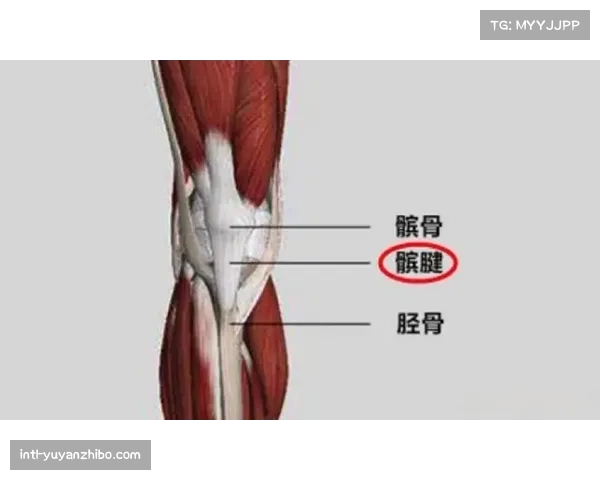 容子峰髌腱断裂重生之路 从伤痛中崛起成为他人照亮未来的明灯 容子峰髌腱断裂重生之路 从伤痛中崛起成为他人照亮未来的明灯